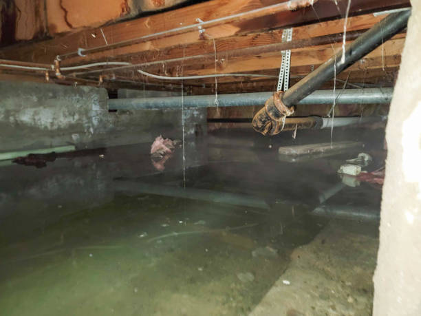 Best Professional water damage repair  in West Leechburg, PA